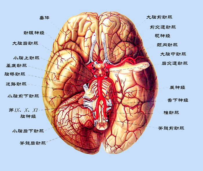 脑底部血管的实体解剖图.jpg