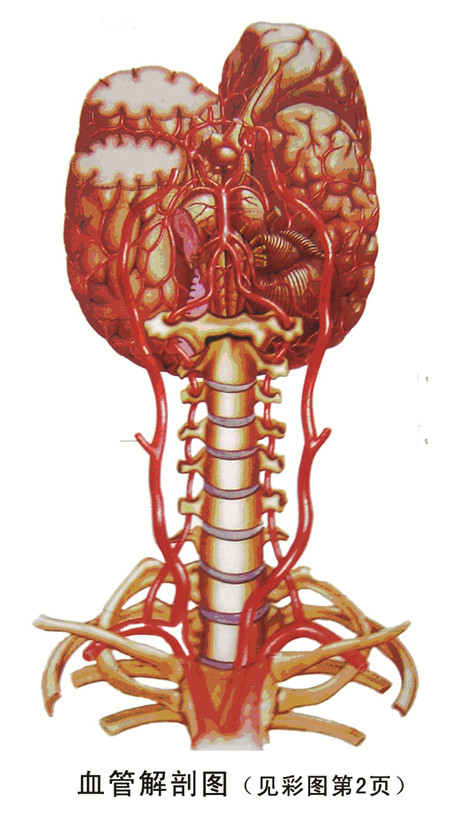 血管解剖图.jpg