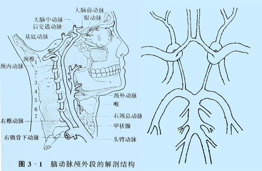 脑动脉颅外段的右侧面图Willis环的模拟图.jpg